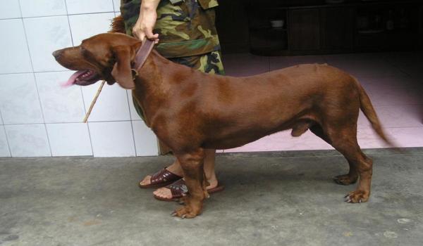 三角洲寻血猎犬是咋找到别人的（三角洲寻血猎犬找到人远吗？）