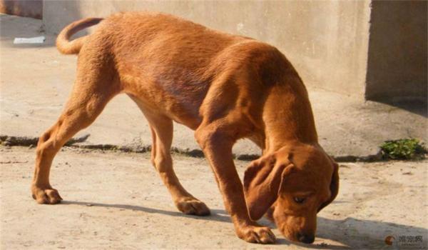 三角洲手机版寻血猎犬（推荐一款三角洲手机版寻血猎犬的游戏）