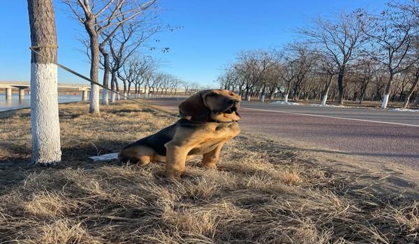 三角洲寻血猎犬怎么触发（有没有百分百触发寻血猎犬的方法）