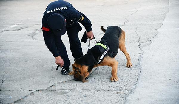 三角洲寻血猎犬有什么特征（三角洲寻血猎犬具体有哪些特征？）