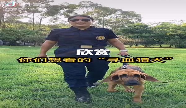 三角洲手机版怎么弄 寻血猎犬（三角洲手机版寻血猎犬怎么弄到？）