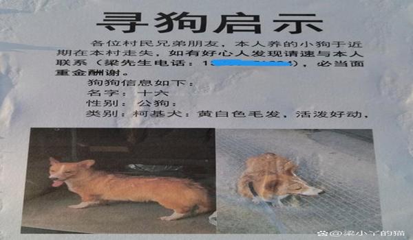 三角洲的寻血猎犬封不掉吗（有没有成功封掉寻血猎犬的案例？）