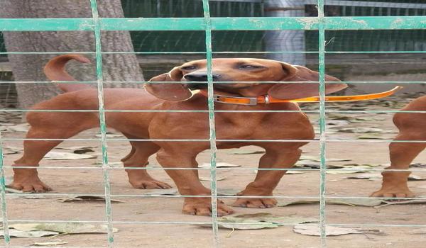 三角洲寻血猎犬在哪儿开（哪里可以买到三角洲行动里的寻血猎犬？）