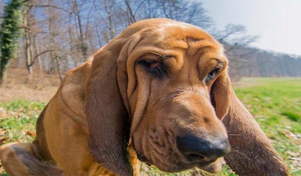 三角洲寻血猎犬怎么秒杀（有没有视频教程教秒杀寻血猎犬？）