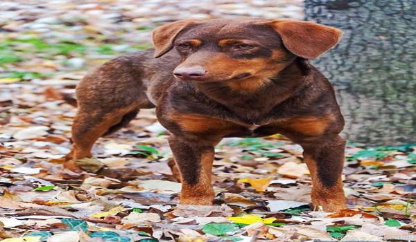 三角洲寻血猎犬原理（三角洲寻血猎犬是真实存在的吗？）