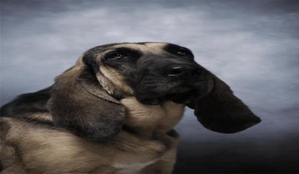 三角洲寻血猎犬子弹拐弯（三角洲寻血猎犬真的能让子弹拐弯吗？）