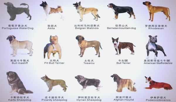 三角洲寻血猎犬为什么不封号啊（有没有办法让寻血猎犬一定封号？）