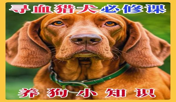 三角洲行动寻血猎犬第一视角（三角洲行动寻血猎犬第一视角怎么玩）