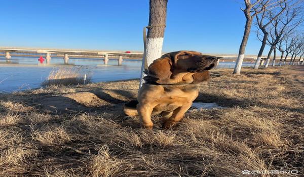 三角洲行动寻血猎犬怎么举报（有没有专门的寻血猎犬举报网站？）