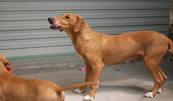 三角洲寻血猎犬在哪张地图出现（寻血猎犬在三角洲哪张地图出现最多？）