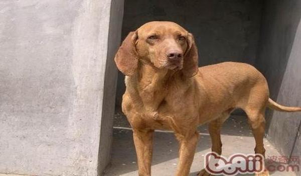 三角洲手机版有寻血猎犬吗（三角洲手机版寻血猎犬的具体位置在哪？）