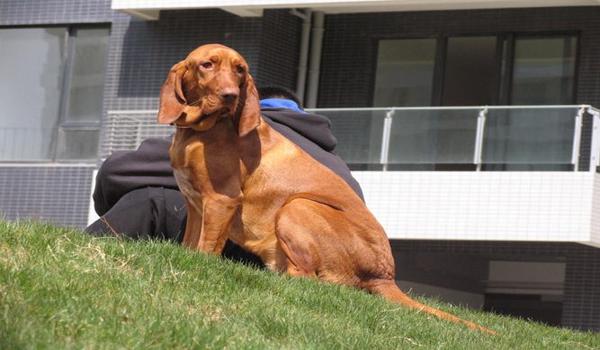 三角洲寻血猎犬最新版本下载（三角洲寻血猎犬最新版本多少钱？）