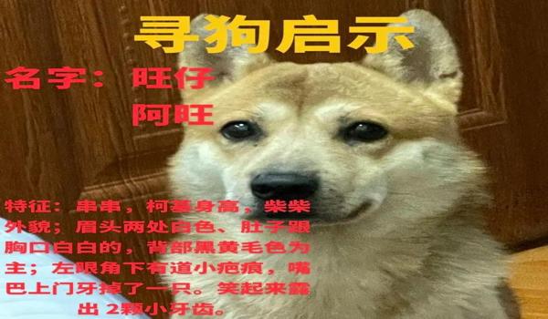 三角洲寻血猎犬为什么封不掉（三角洲寻血猎犬为什么官方不封）