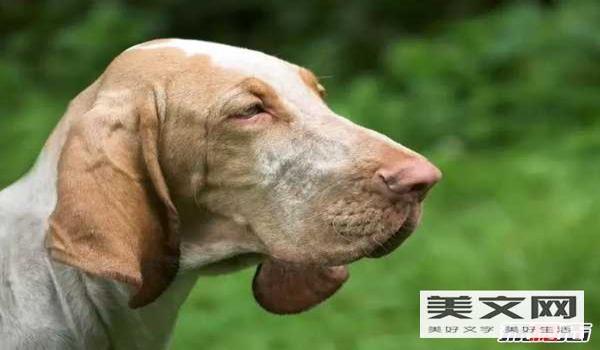 三角洲寻血猎犬恶搞图片（哪里可以找到寻血猎犬的恶搞图片？）