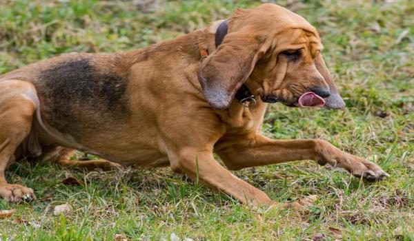 三角洲寻血猎犬怎么玩什么意思（三角洲寻血猎犬怎么玩才厉害？）